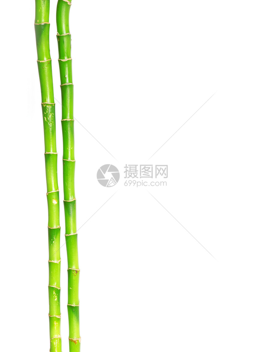 白色背景的竹图片