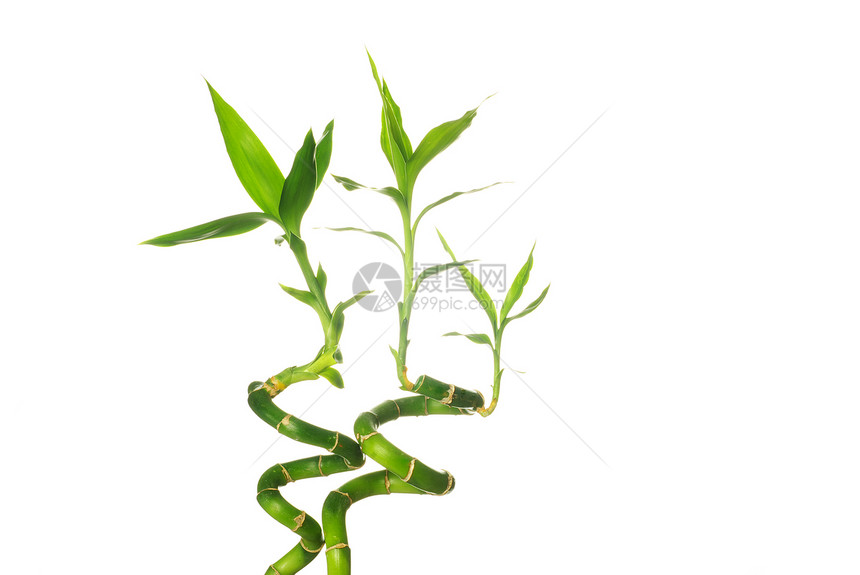 白色背景上孤立的绿竹子图片