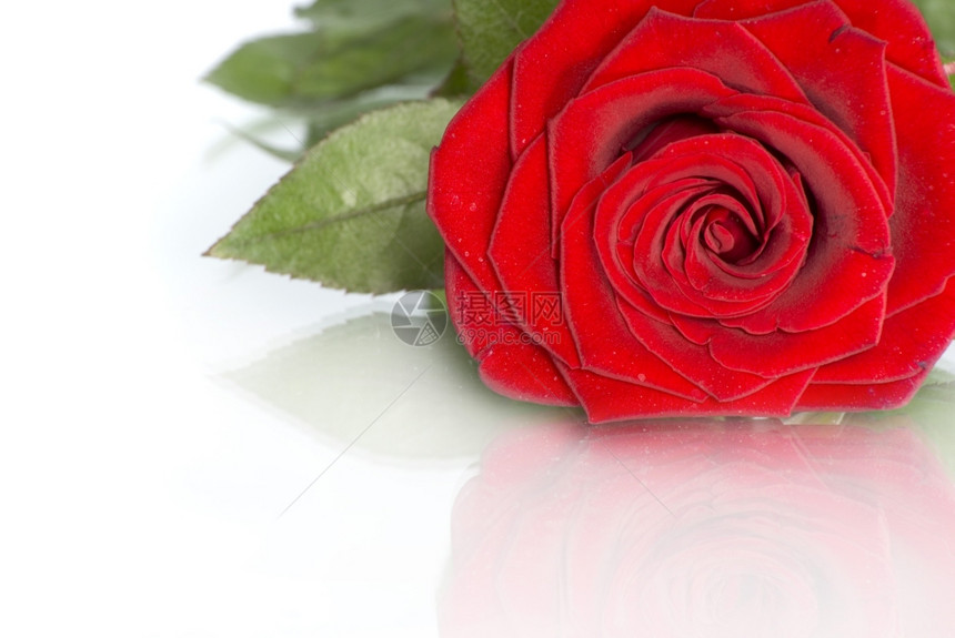 白色背景的美丽红玫瑰图片
