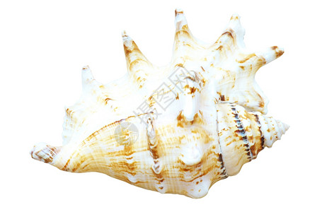 白色背景上孤立的海壳背景图片