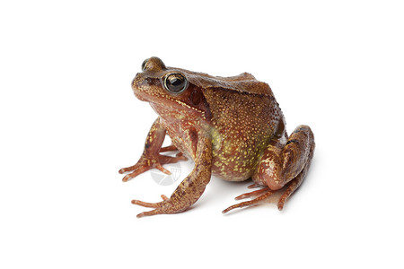白色背景上单一普通棕青蛙的侧边视图高清图片