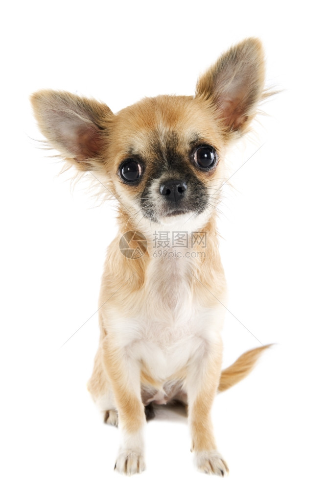 白色背景面前的可爱纯种小狗吉娃肖像图片
