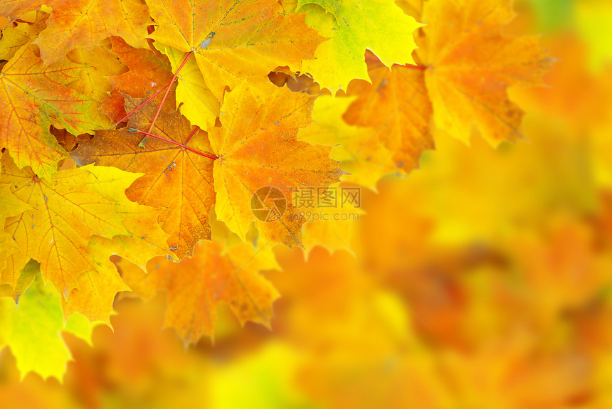 秋树叶图片