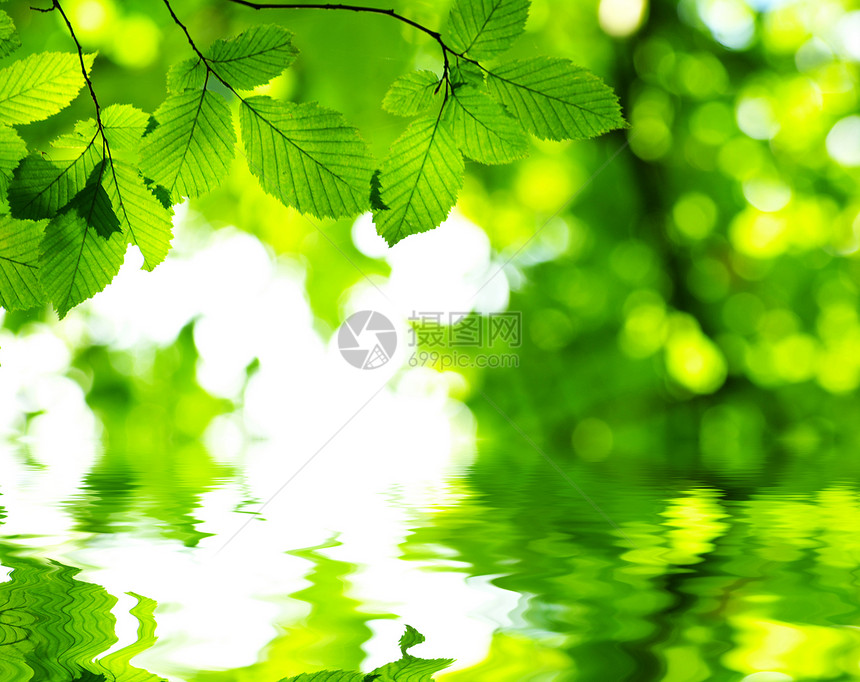 浅聚焦水中反映的绿叶图片