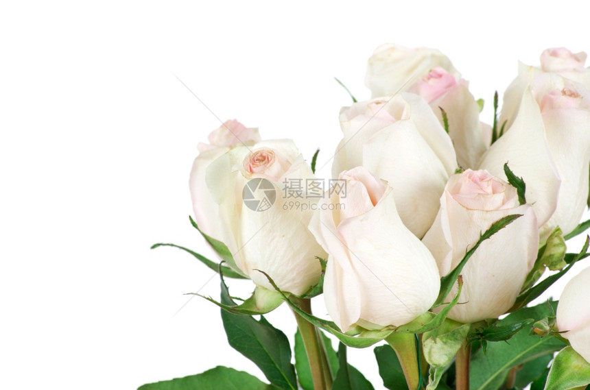 白色背景上孤立的玫瑰花图片