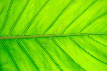 植物的叶子图片