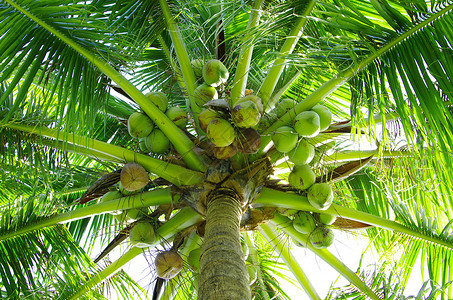 绿椰子蓝天空背景的绿棕榈树背景