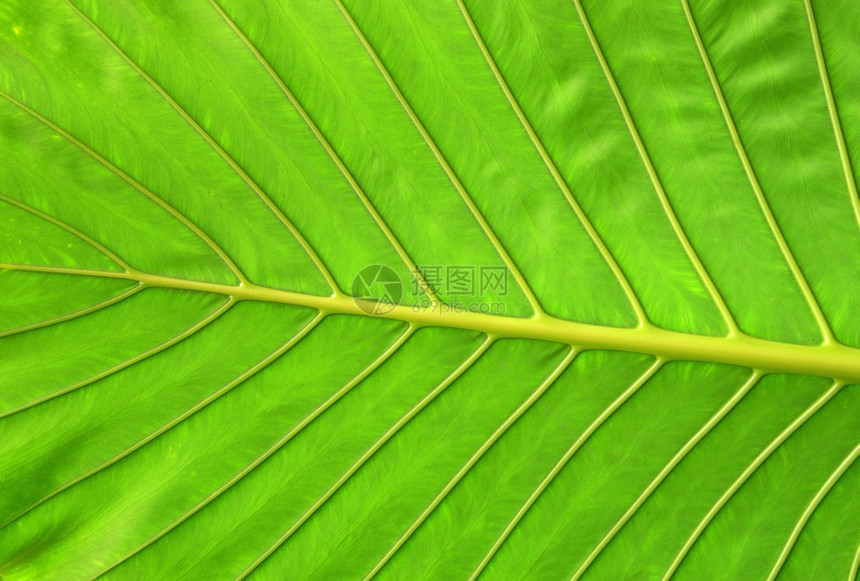 植物的叶子图片