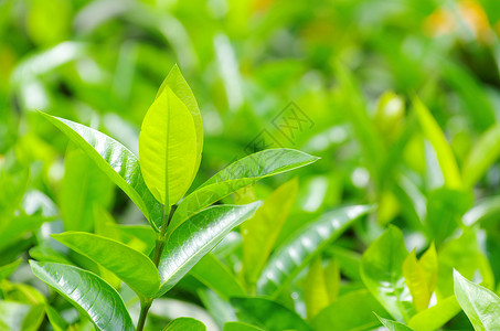 绿茶芽和新鲜叶子图片