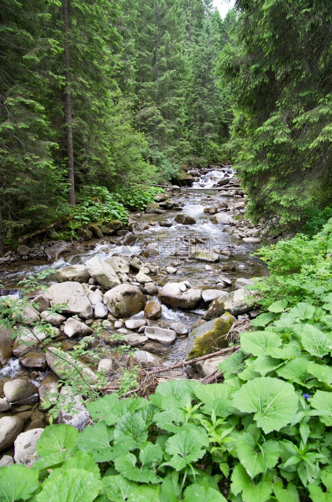 森林中一条清的小溪上连锁山脉图片
