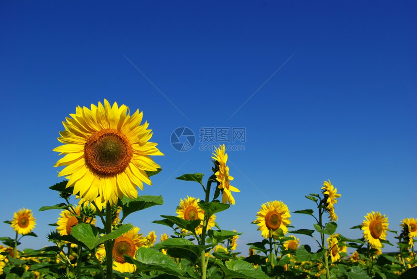 黄向日葵和蓝天空背景图片