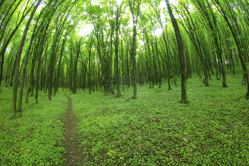 a路径在绿林中图片