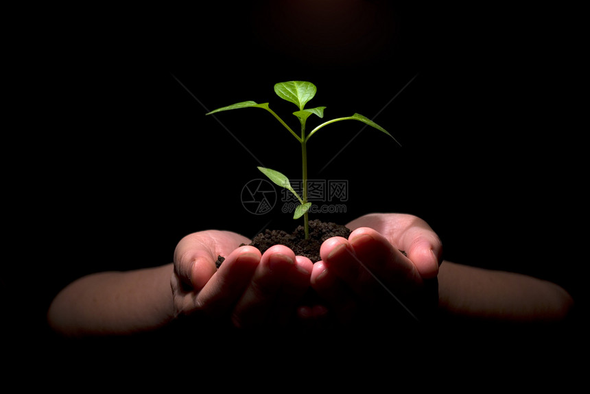 手持有一个黑色背景的绿小植物图片