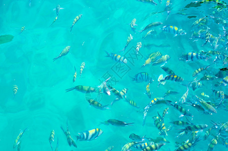 在蓝水中喂养海鱼图片
