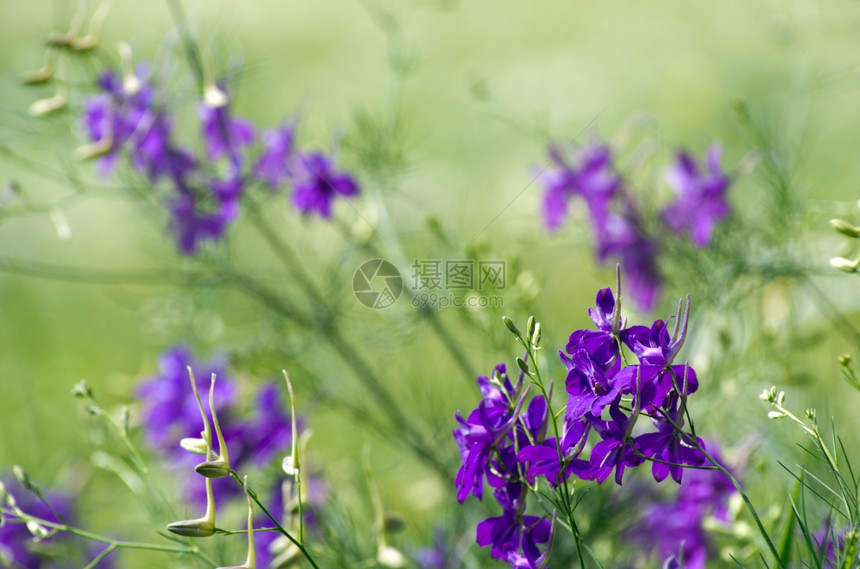 田地上的蓝春花图片