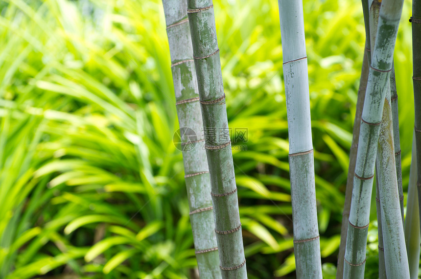 竹子在绿地上被隔离图片
