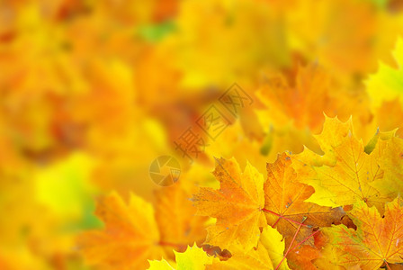 秋有选择焦点的树叶图片