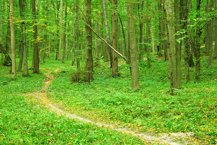 a路径在绿林中高清图片