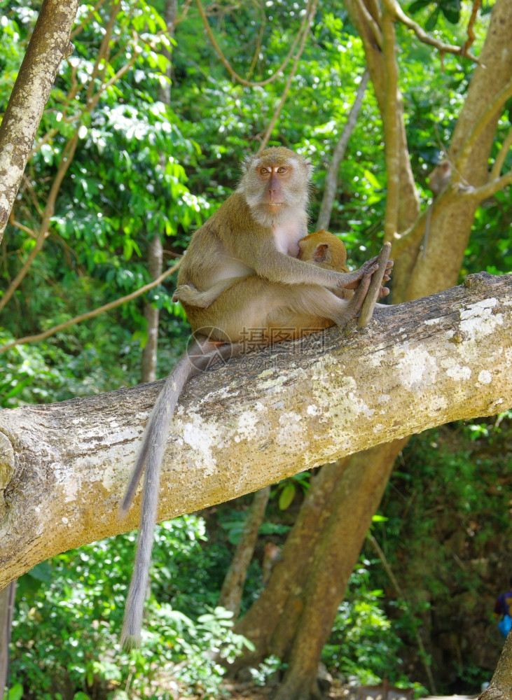 猴子坐在树上图片