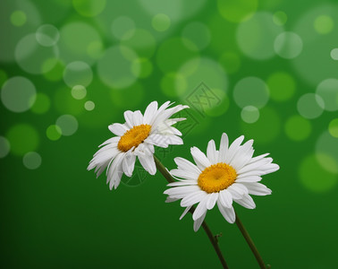 牛眼雏菊绿色的白米花背景