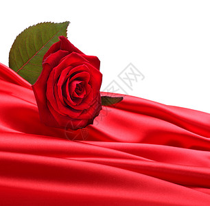 红丝的玫瑰背景图片