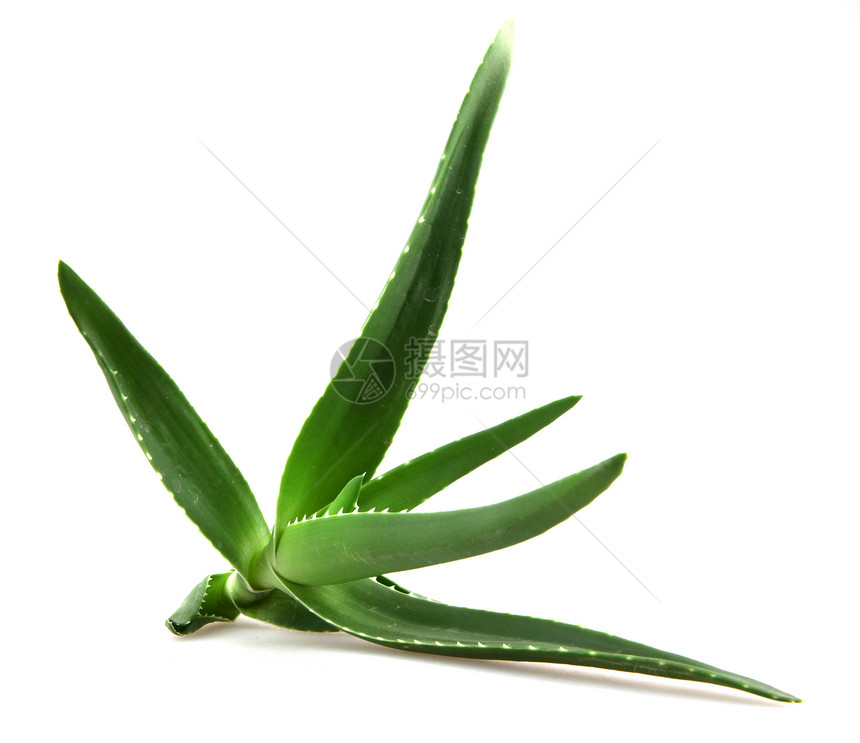 白上隔离的aloevera植物图片