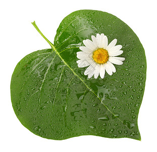 绿色的心形叶子有花朵图片