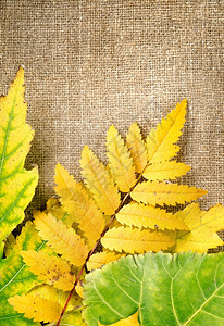 棕色画布上叶子的秋天装饰图片