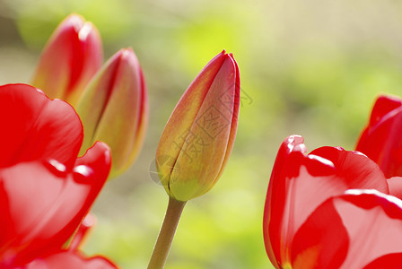 花园中美丽的红色郁金香图片