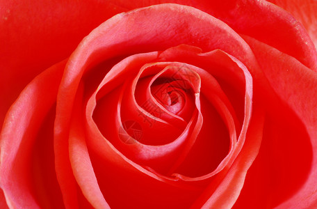 红玫瑰的缝合高清图片