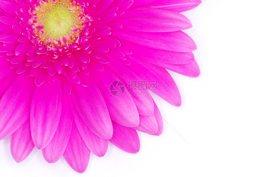 白上孤立的粉红色热贝拉花朵图片