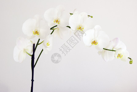 白背景上孤立的花朵图片