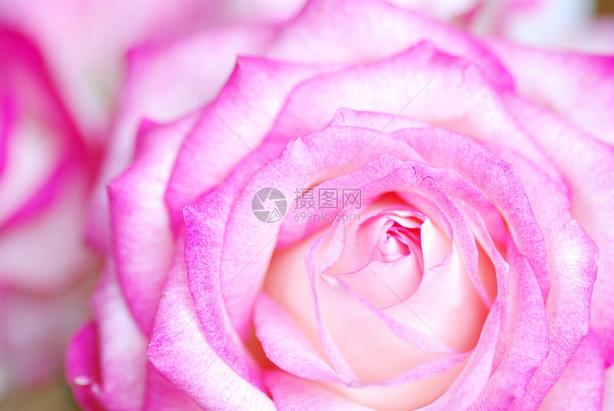 一朵粉红玫瑰的缝合图片