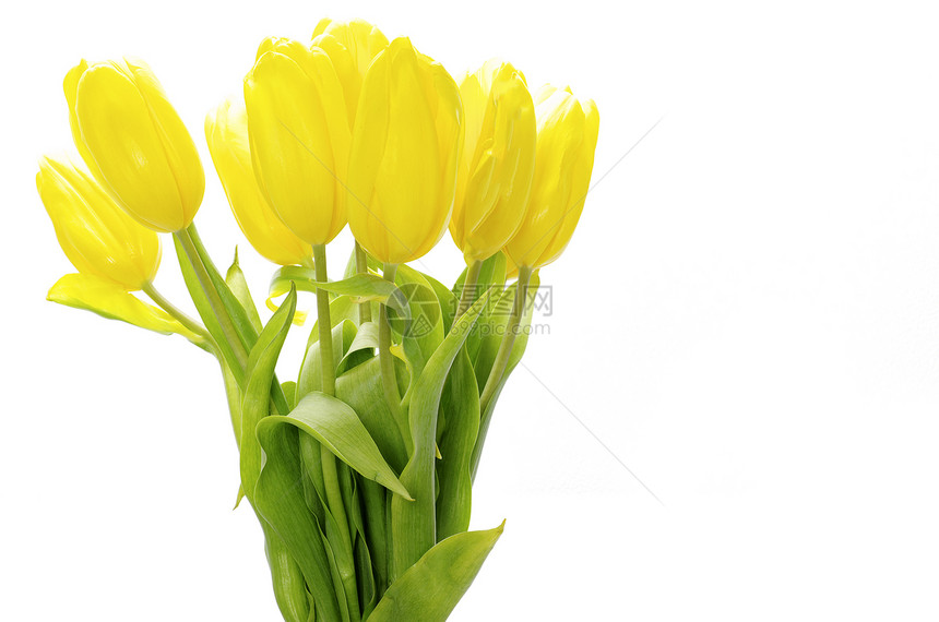 白色背景上孤立的黄色郁金香图片