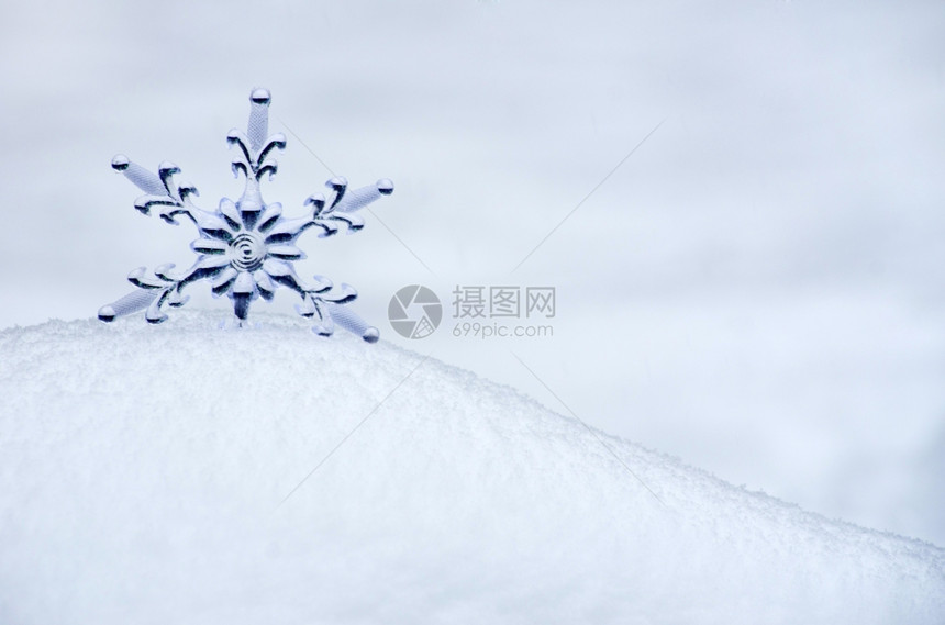 白雪中的花图片