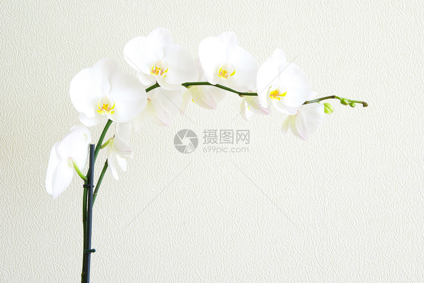 白兰花背景上孤立的兰花图片