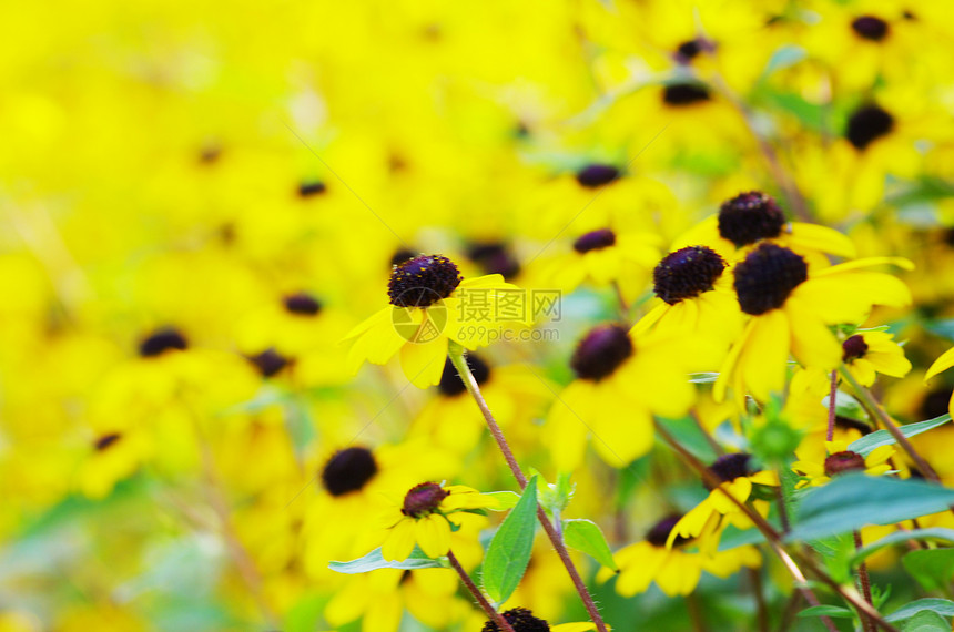 田间抽象黄色花朵图片