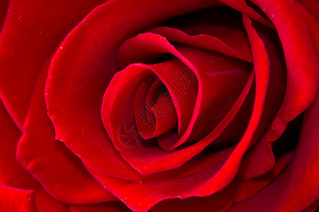 美的红玫瑰紧图片