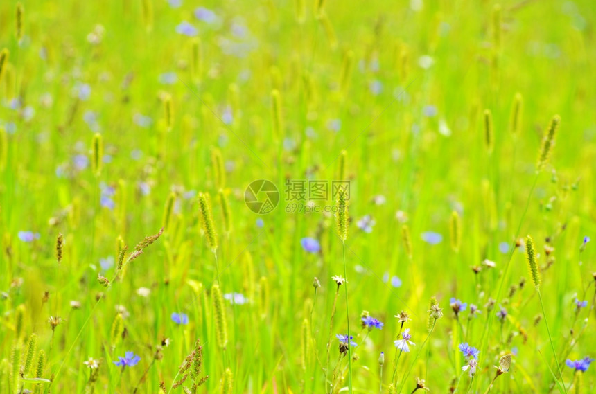 田野上的泉草图片