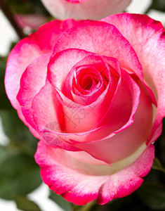 美丽的粉色玫瑰花团图片