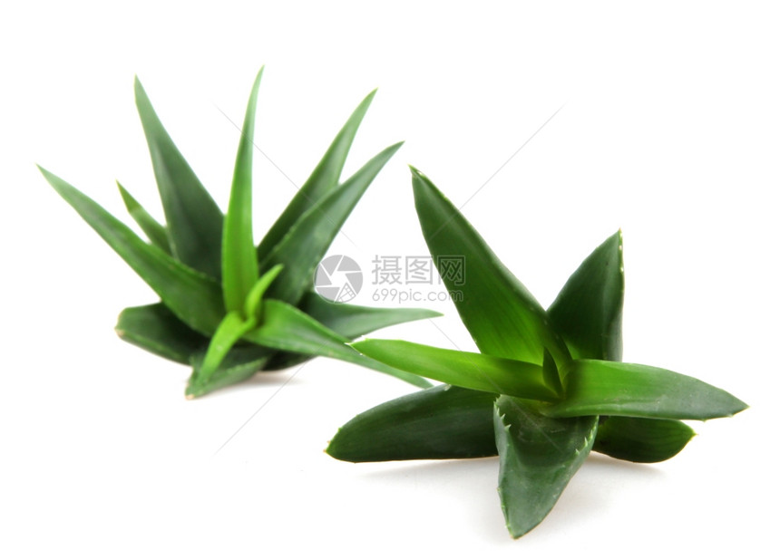 白上隔离的Aloevera植物图片