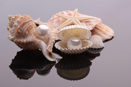 贝壳上的珍珠异国海壳洋的宝藏高清图片
