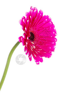 白上孤立的粉红色热贝拉花朵图片