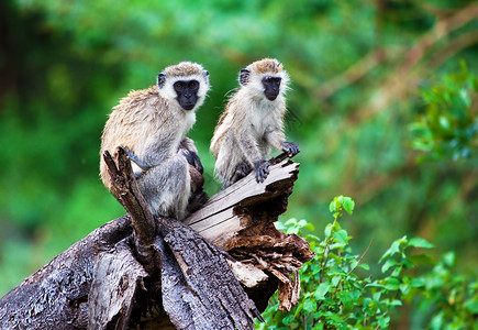 尾蚴坦桑尼亚马拉湖公园灌木丛中的动脉猴子背景