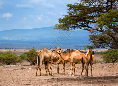 非洲树下骆驼群图片