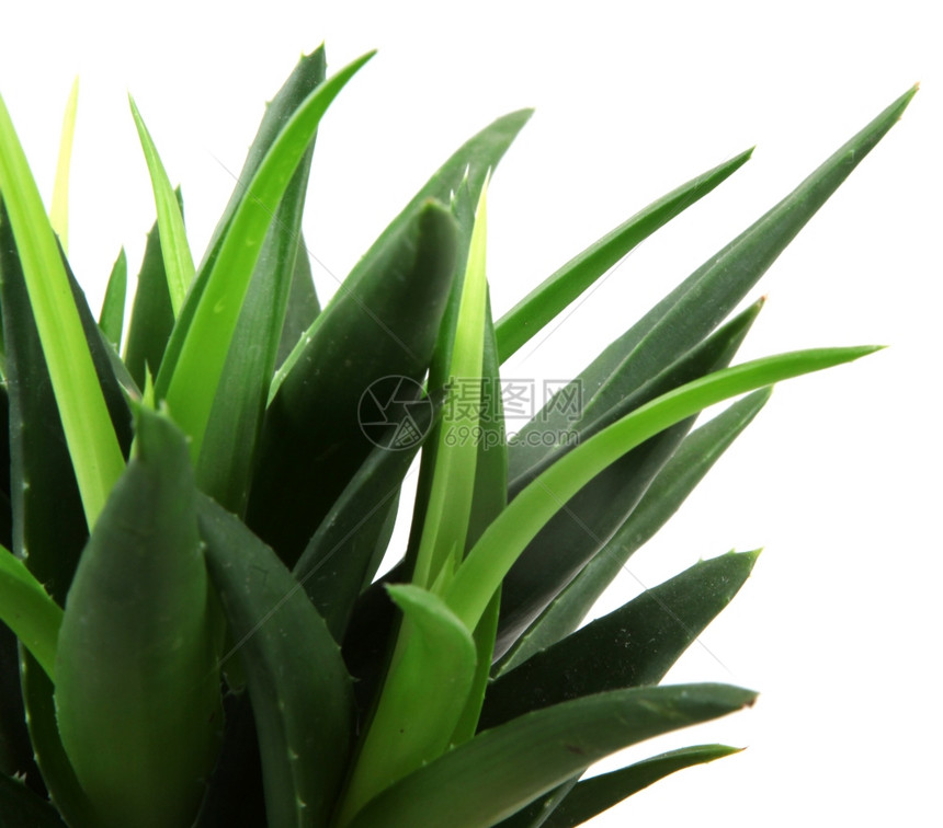 白上隔离的Aloevera植物图片