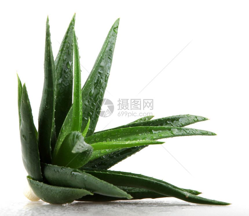 白上隔离的Aloevera植物图片