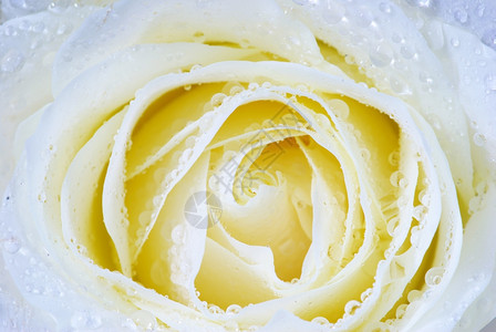 带水滴的白色玫瑰背景图片