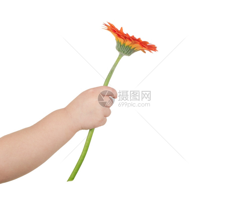 手握鲜花的婴儿白孤立的花朵图片