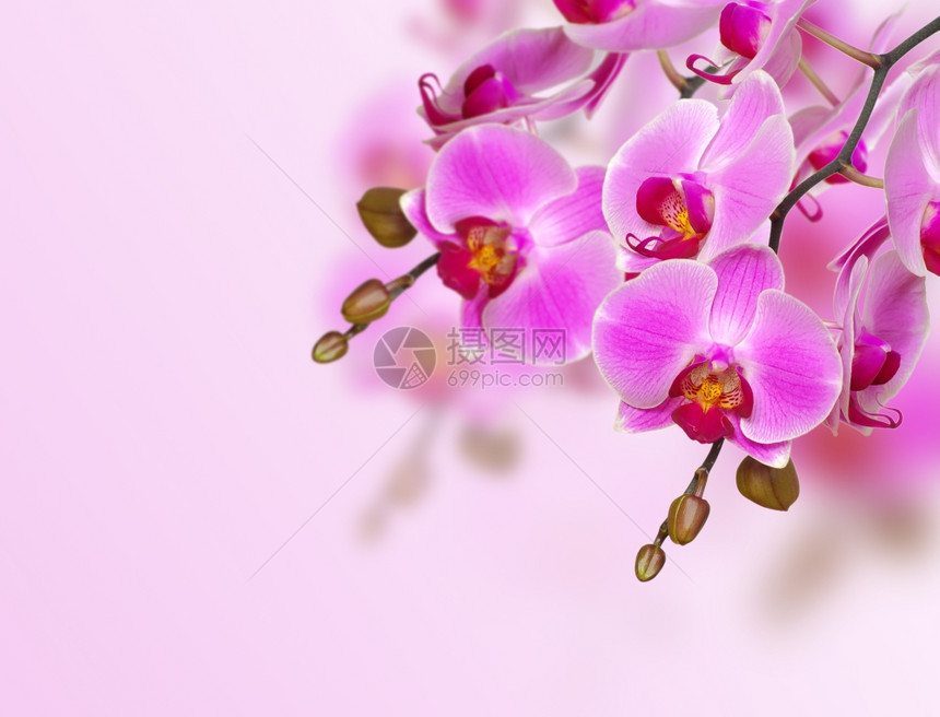 白背景的粉红兰花图片